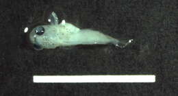 Image of Bullhead