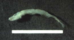 Image of Chondrostoma