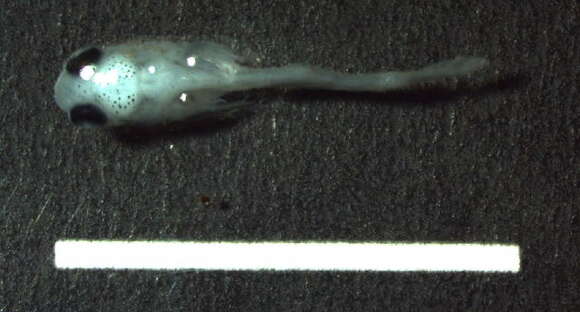 Image of Bighead goby