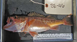 Image of Bocaccio rockfish