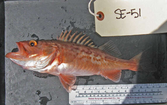 Image of Bocaccio rockfish