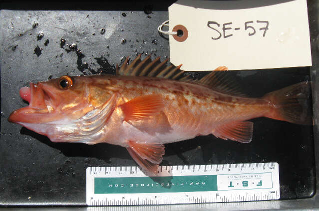 Image of Bocaccio rockfish