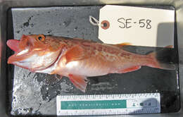 Image of Bocaccio rockfish