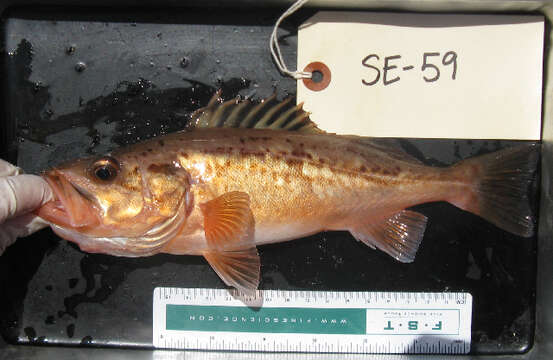 Image of Bocaccio rockfish