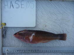 Image of Rock wrasse