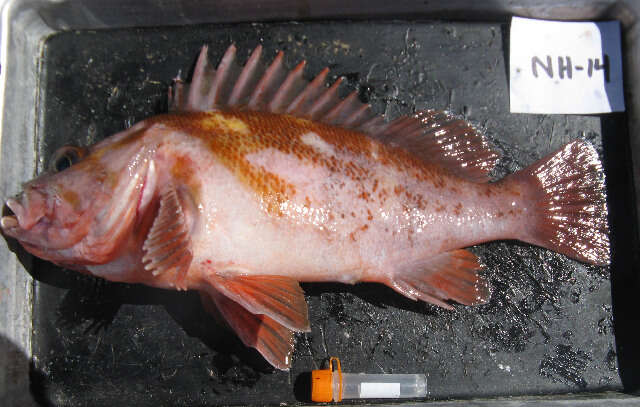 Image of Copper rockfish