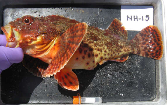 Image of California Scorpionfish