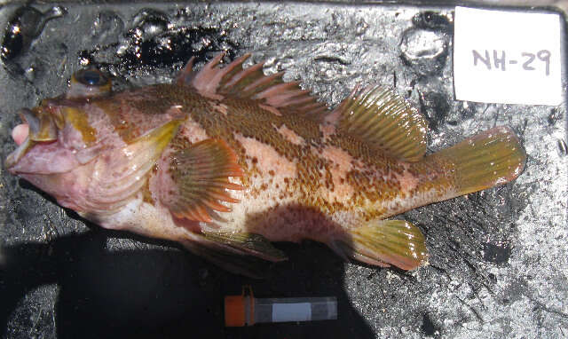 Image of Gopher rockfish