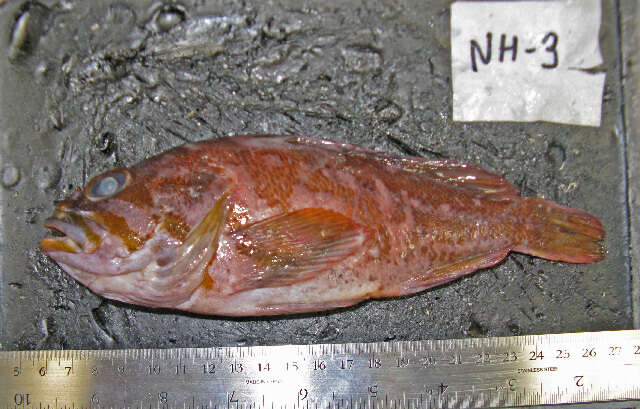 Image of Gopher rockfish