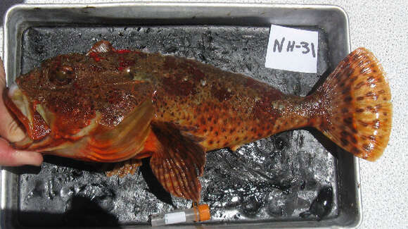 Image of California Scorpionfish