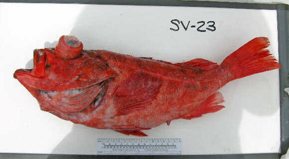 Image of Blackgill rockfish