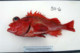 Image of Chameleon rockfish