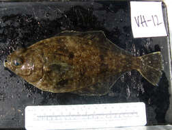 Citharichthys sordidus (Girard 1854) resmi