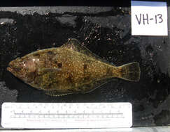 Citharichthys sordidus (Girard 1854) resmi