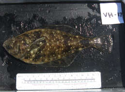 Citharichthys sordidus (Girard 1854) resmi