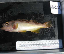 Image of Olive rockfish