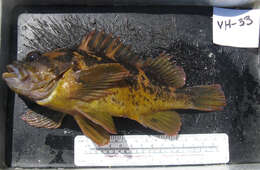 Image of Black-and-yellow rockfish