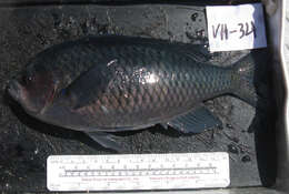 Image of Blacksmith Chromis