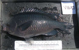 Image of Blacksmith Chromis