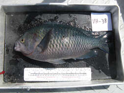 Image of Blacksmith Chromis