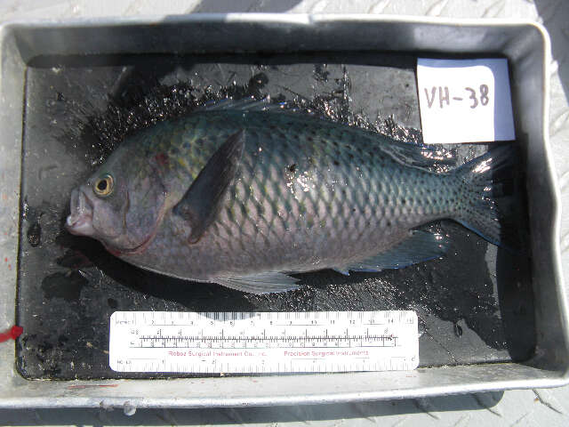 Image of Blacksmith Chromis