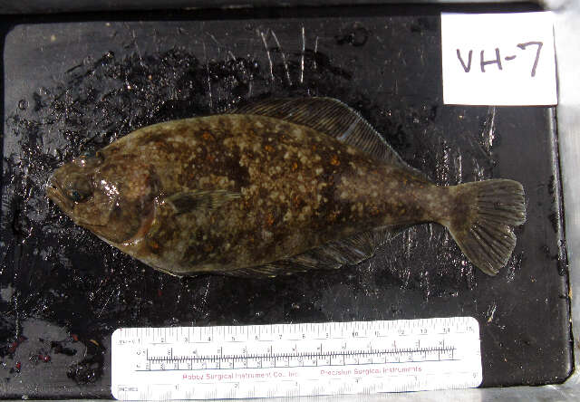 Citharichthys sordidus (Girard 1854) resmi