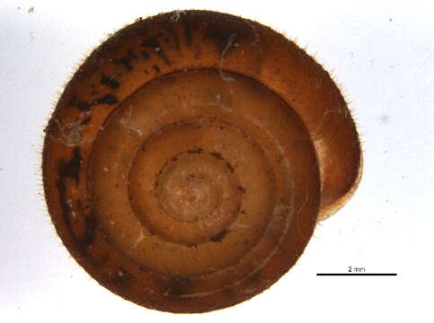 Image of <i>Stenotrema hirsutum</i>