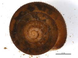 Image of spiralians