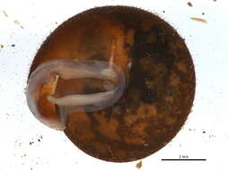 Image of <i>Stenotrema barbatum</i>