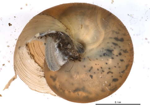 Image of <i>Mesodon thyroidus</i>