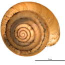 Image of <i>Ventridens ligera</i>