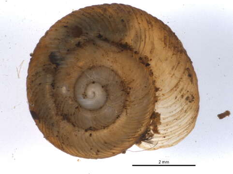 Image of Discus whitneyi (Newcomb 1864)