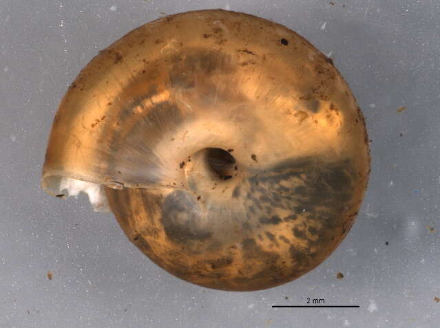 Image of Hairy Snail