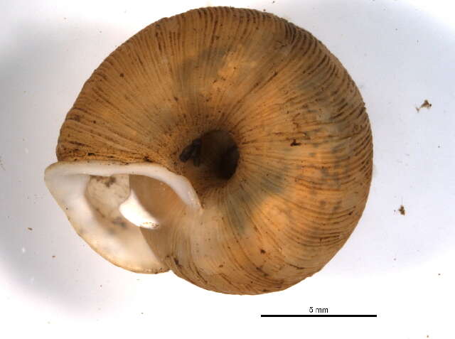 Image of <i>Triodopsis vulgata</i>