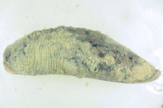 Image of molluscs