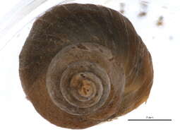 Image of Lymnaea humilis