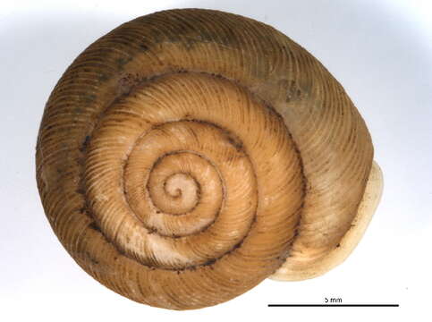 Image of <i>Triodopsis vulgata</i>