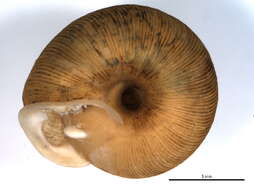 Image de <i>Triodopsis vulgata</i>