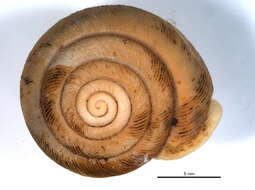 Image de <i>Triodopsis vulgata</i>