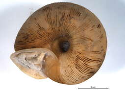 Image of <i>Triodopsis vulgata</i>