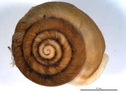 Image de <i>Triodopsis vulgata</i>