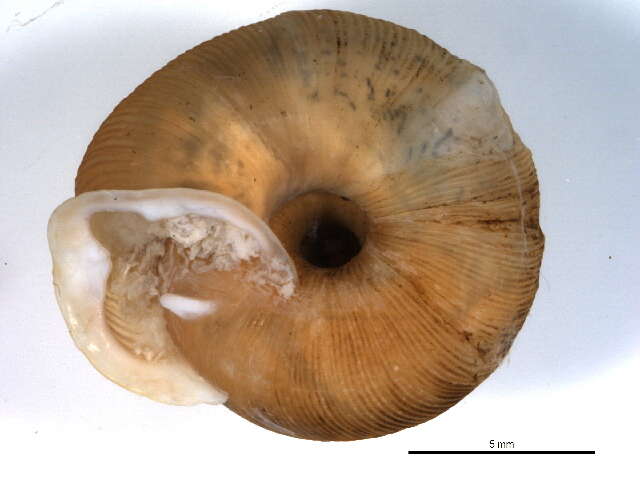 Image de <i>Triodopsis vulgata</i>