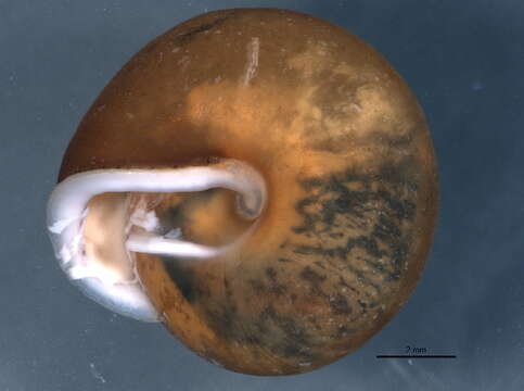 Image of <i>Euchemotrema leai</i>