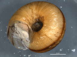Image of disc snails