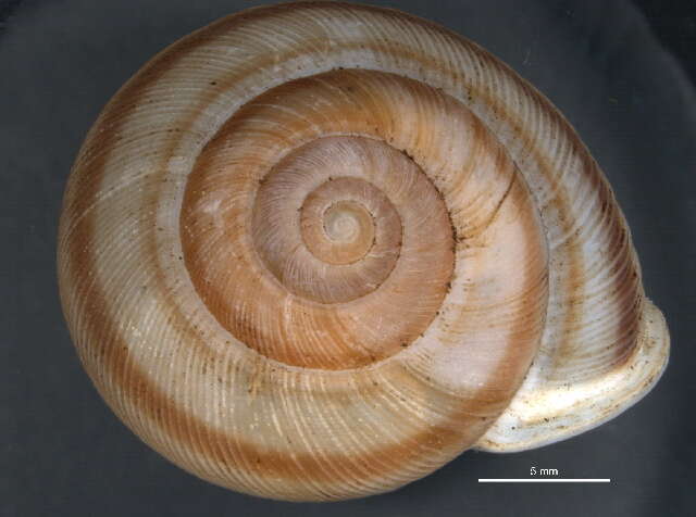 Image of <i>Allogona profunda</i>