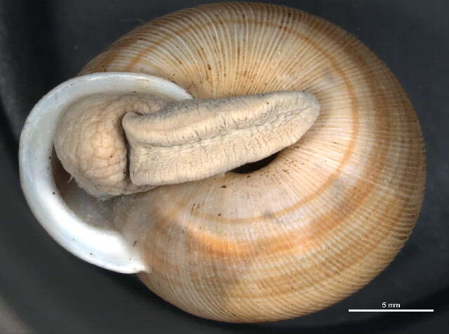 Image of <i>Allogona profunda</i>