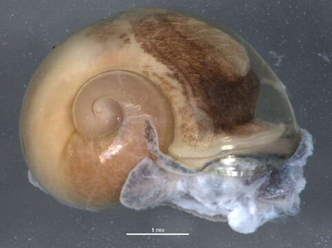 Image of Land snails and slugs