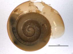 Image of bark snail