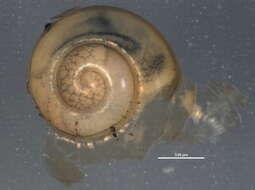 Image of bark snail