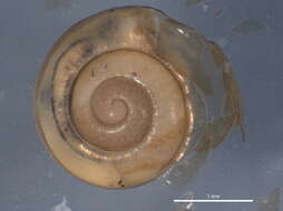 Image of bark snail